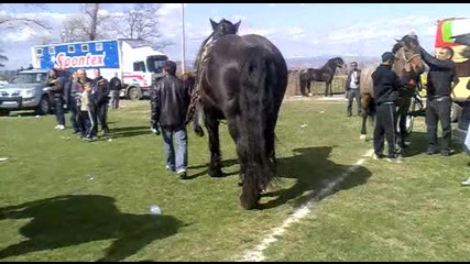 Победителят от конният празник във Варвара 31,03,2012г.