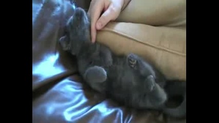 Малко Sladko Коте