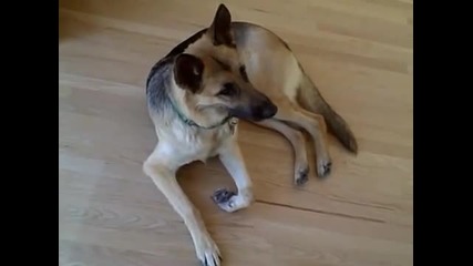 German Shepherd Listens to Angry Cat