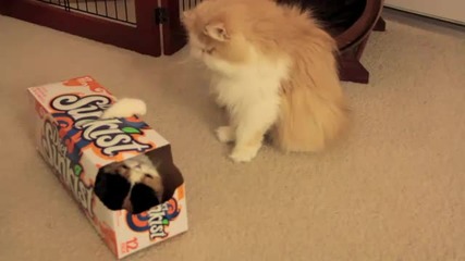 Soda Box Kitten_бой за котето в кутията!! :d