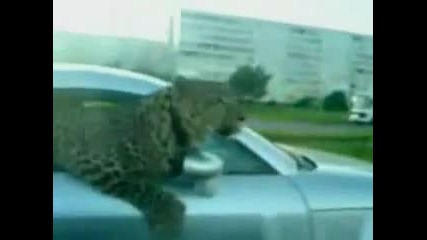 Леопард се вози в кола !!!! 