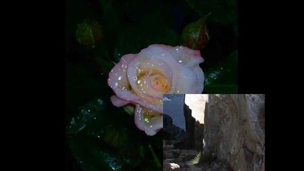 Nana Mouskouri - Weisse Rosen aus Athen -