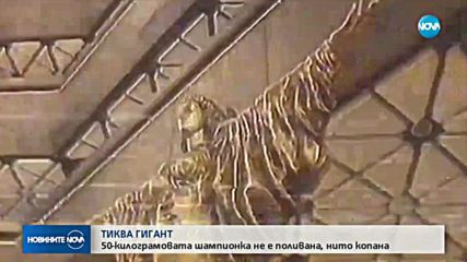 ТИКВА ГИГАНТ: 50-килограмовата шампионка не е поливана, нито копана
