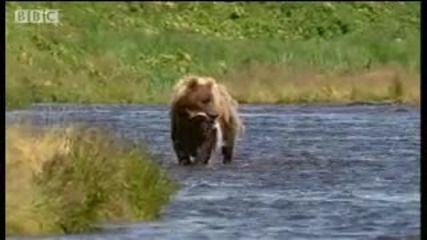 Bear salmon fishing - Bear Whisperer - Bbc wildlife 