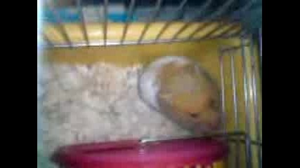 Mishel