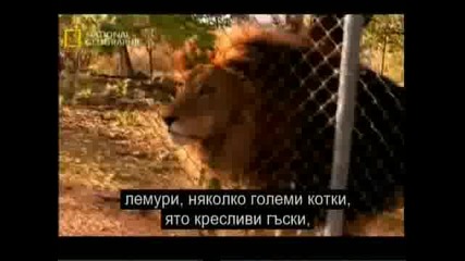 Is it real? - Маймуната-човек от Суматра - National Geographic + БГ sub част1