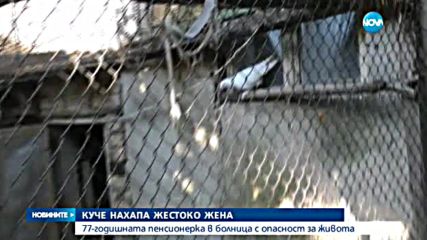 Бултериер нахапа жестоко възрастна жена