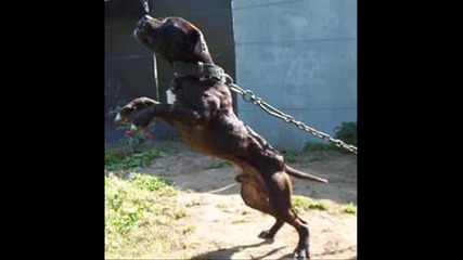 Pitbull