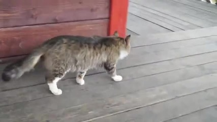 Коте със смешна походка.