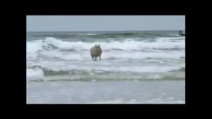 Овца сърфист