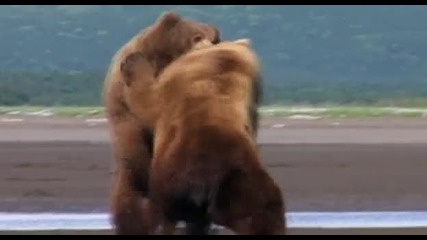 Бой между Мечки Гризли
