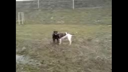 Rottweiler vs. American Bulldog