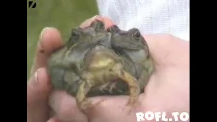 Триглава жаба 