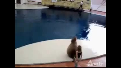 Тюлен Танцува На Майкъл Джексън