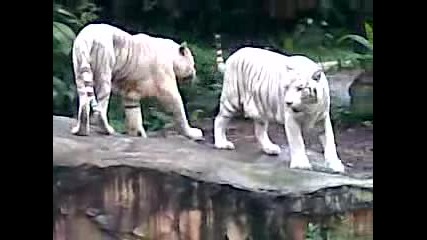 Бели Тигри 