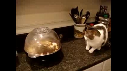 Котка пука пуканки 