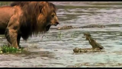 Лъв плаши Крокодил!