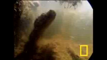 Anaconda Vs Mammal