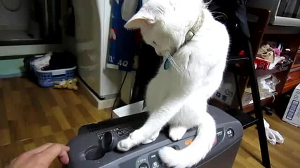 Коте си играе с капачка