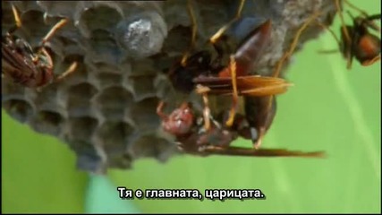 Животните в микросвета 5 серия 1 част