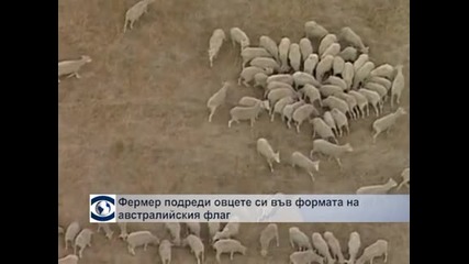 Фермерка подреди овцете си във формата на австралийския флаг