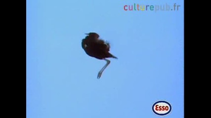 Птичка танцува