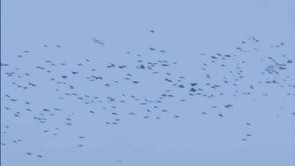 Asva - Birds