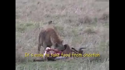 cheetah vs hyena 