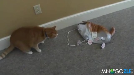 Котка напада коте балон