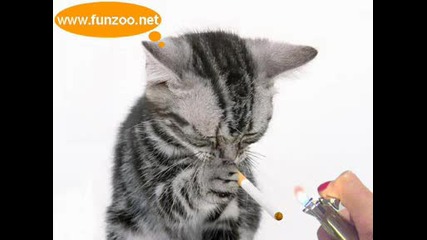 fun and sweet animal