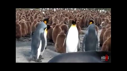 кралските пингвини се карат много смешно