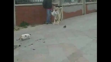 Смях Котка се разочарова след като изпуска яденето си 