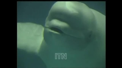 Делфини Правят Балончета