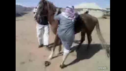Вижте защо Арабите не яздят коне а камили