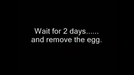 Изумителен трик - Как да направим подскачащо яйце 