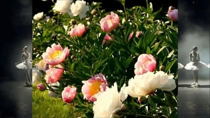 Nazareth - Love Hurts