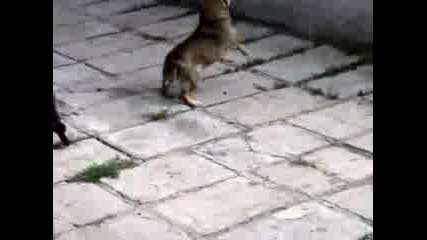 dve machki