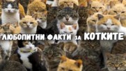 Любопитни факти за котките