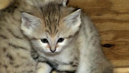 Сладки Пясъчни Котенца