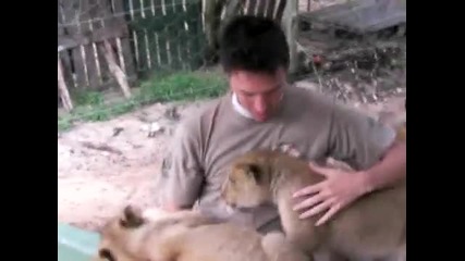 Лъвчета прегръщат човек
