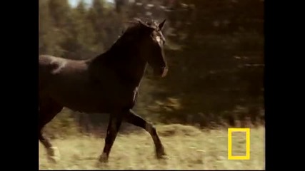 Wild Horses Kick Butt 