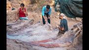 Разкриха най-големият скелет на динозавър, откриван някога в Европа (ВИДЕО)