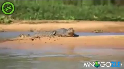 Ягуар напада крокодил