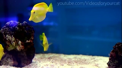 Красиви жълти рибки
