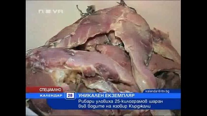 Шаран 25 кг.