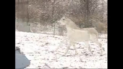 забавен
