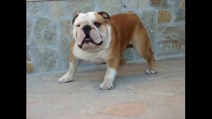 Mark (the Fat)