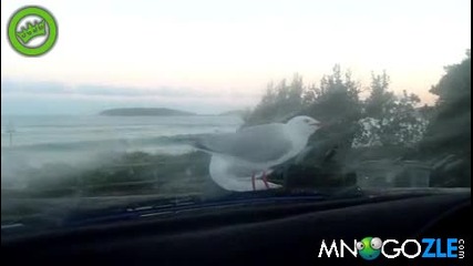 Ебавка с чайки