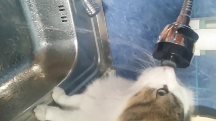 my catt