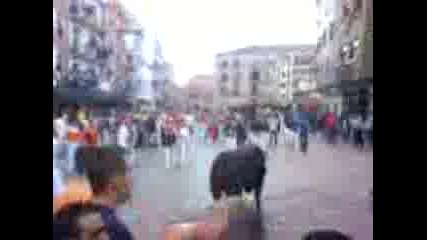 toro enmaromao - Benavente